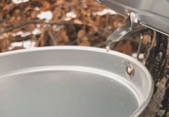 عصارة شجرة القيقب