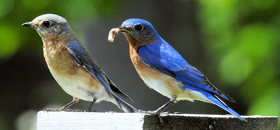 صور شريط التمرير