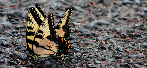 صور شريط التمرير