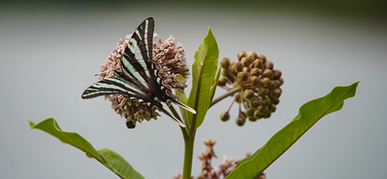 صور شريط التمرير