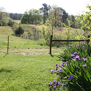 سوسن منطقة محمية ولاية فوكلاند