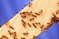 النمل الناري المستورد