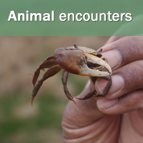 الأحداث الحيوانية