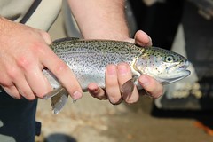 سمك السلمون المرقط